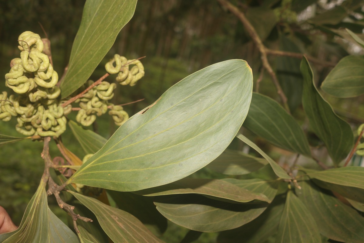 Acacia mangium Willd.